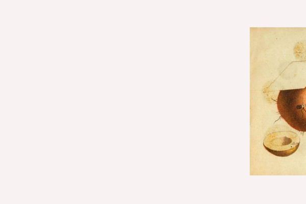 «Картофельная собака» Коваля: книжный клуб «Зотова» и Переделкина, Центр «Зотов», Лекторий