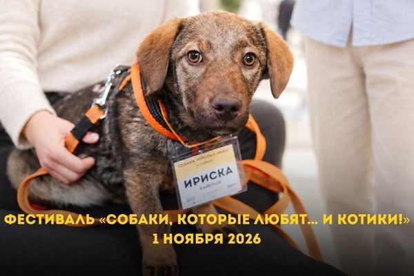 «Собаки, которые любят… и котики!»: приютские звери ищут дом в «Графите», Графит